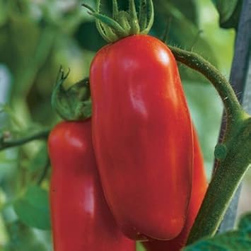 Red Marzano Tomato Solanum lycopersicum seeds for garden planting